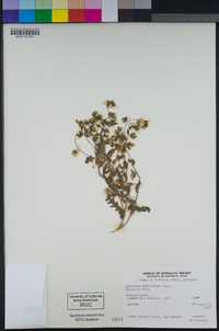 Emmenanthe penduliflora image