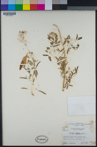 Cleomella arborea var. angustata image