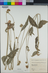 Image of Knautia arvensis
