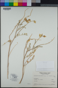 Astragalus lentiginosus var. fremontii image