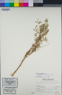 Prosopis glandulosa var. torreyana image