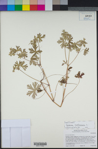 Geranium dissectum image