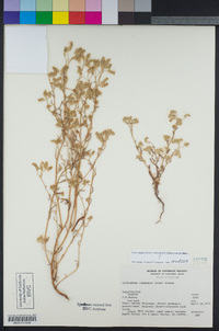 Cryptantha utahensis image