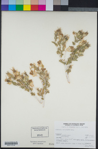 Mentzelia involucrata image