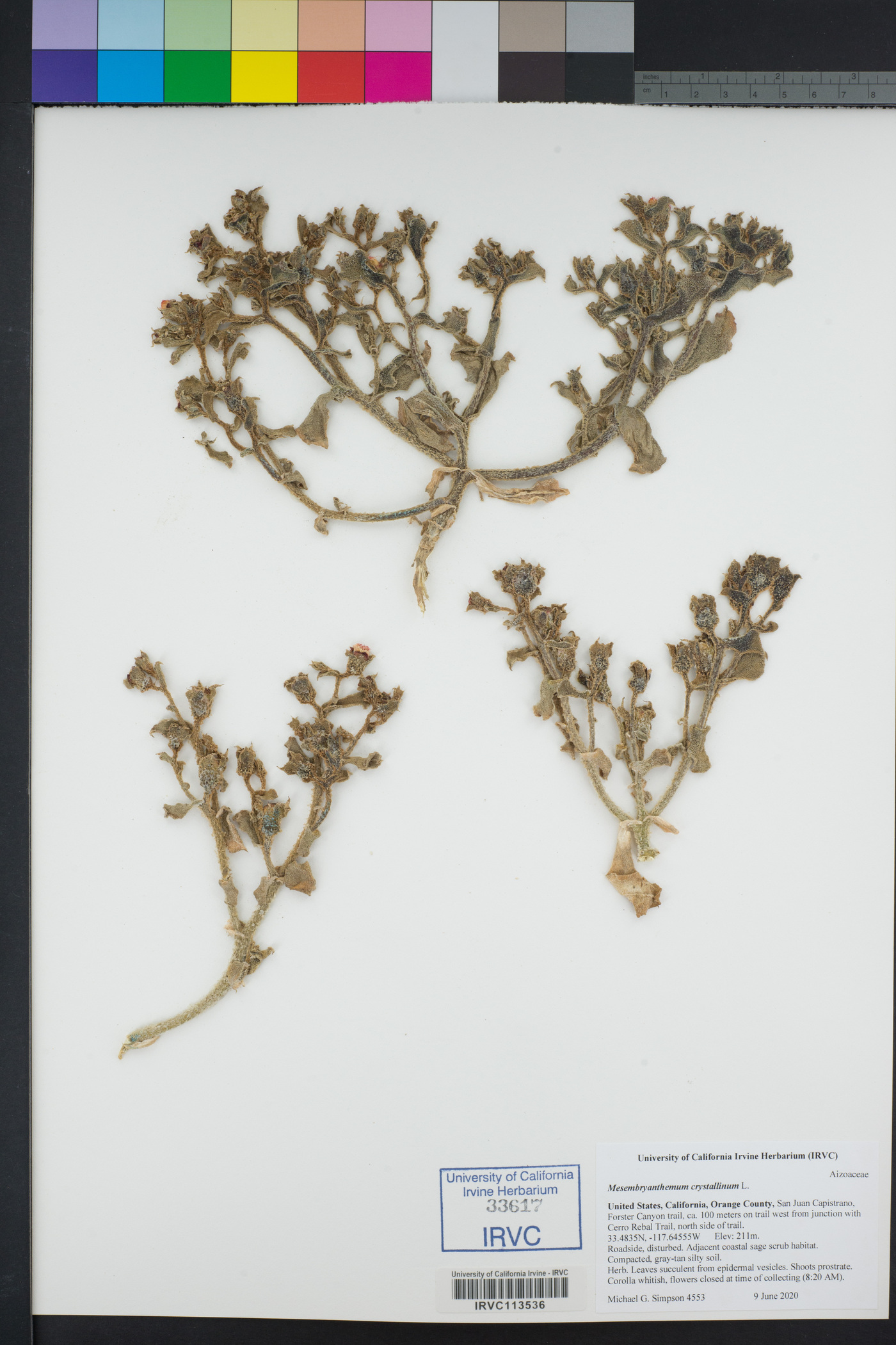Mesembryanthemum image