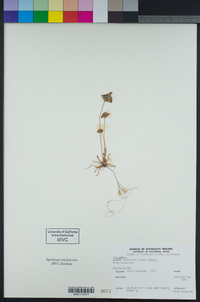 Claytonia perfoliata image