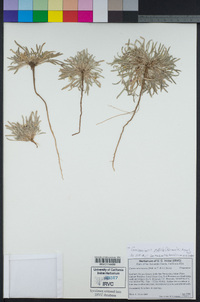 Camissoniopsis pallida image