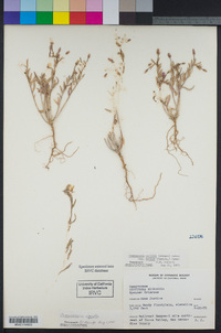 Camissoniopsis pallida subsp. hallii image