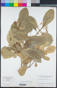Image of Pittosporum eriocarpum