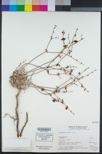 Eriogonum saxatile image