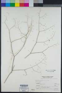 Eriogonum inflatum image