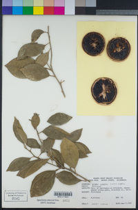 Citrus × sinensis image