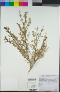 Baccharis sergiloides image