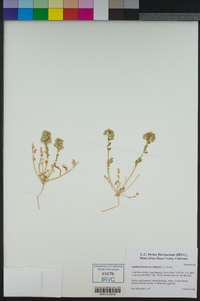 Lepidium flavum image