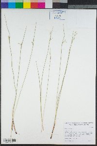 Juncus bufonius image