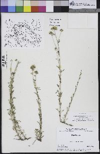 Eriophyllum confertiflorum image