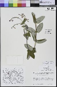 Lonicera hispidula image