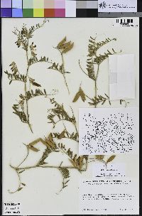 Vicia benghalensis image