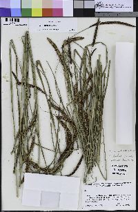 Carex barbarae image