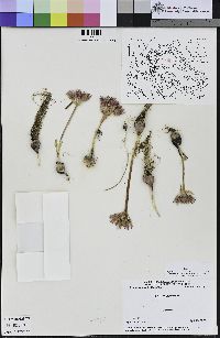 Allium falcifolium image