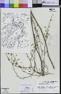 Chlorogalum pomeridianum var. pomeridianum image