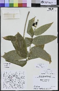 Maianthemum racemosum image