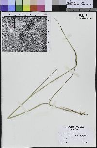 Elymus glaucus image