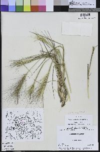 Elymus multisetus image