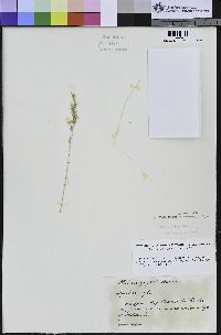 Poa secunda subsp. secunda image