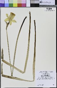 Narcissus pseudonarcissus image