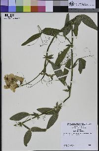 Lathyrus latifolius image