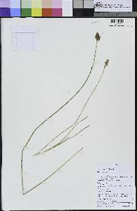 Carex harfordii image