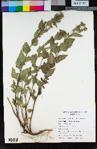 Ageratina occidentalis image