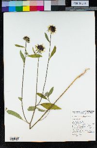 Helianthus bolanderi image