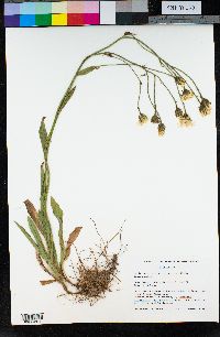 Hieracium scouleri image