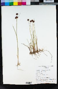 Juncus mertensianus image