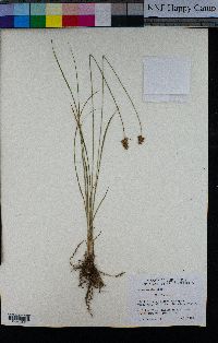 Carex hoodii image