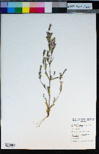 Gentianella amarella subsp. acuta image