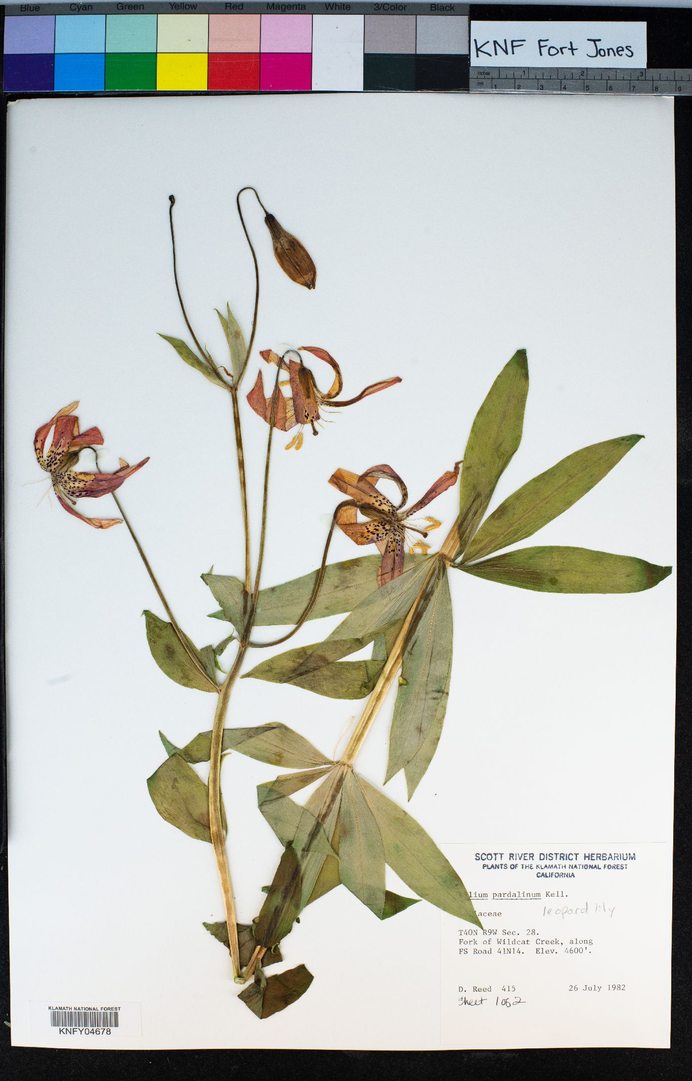 Lilium pardalinum image