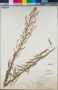 Erigeron canadensis image