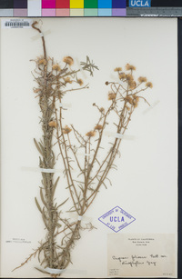 Erigeron foliosus image