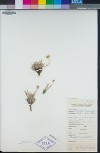 Erigeron pygmaeus image