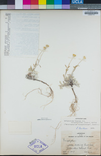 Eriophyllum lanatum var. integrifolium image