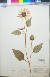 Helianthus annuus image