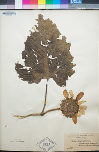 Helianthus annuus image