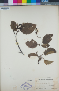 Alnus rubra image