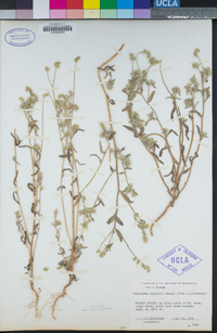 Cryptantha echinella image
