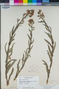 Hackelia velutina image