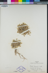 Draba lemmonii image
