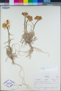 Erysimum capitatum var. capitatum image